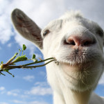 A goat eating a weed with a partially cloudy sky in the background