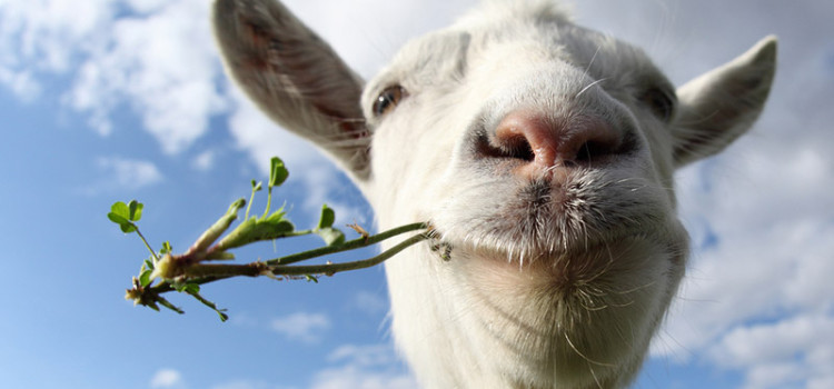 A goat eating a weed with a partially cloudy sky in the background