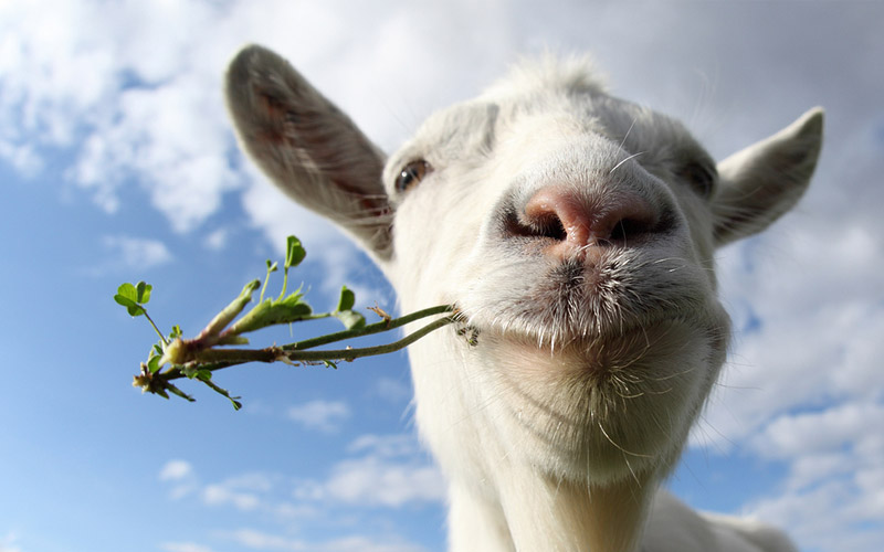 A goat eating a weed with a partially cloudy sky in the background