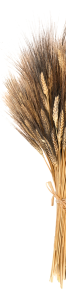 Ears of Wheat tied together with straw cut down the middle
