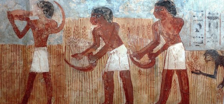 Ancient Egyptian mural depicting 6 workers harvesting Khorasan wheat