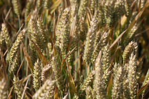 Close-up of green unripe Einkorn wheat ears growing