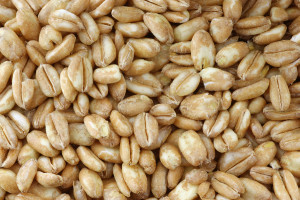 Close-up of Farro Wheat Grains