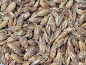 Close-up of Spelt Grains