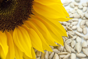 Close up of a Sunflower with seeds in the background