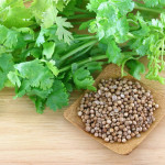 Cilantro and Coriander leaves, stems and seeds on a wooden table