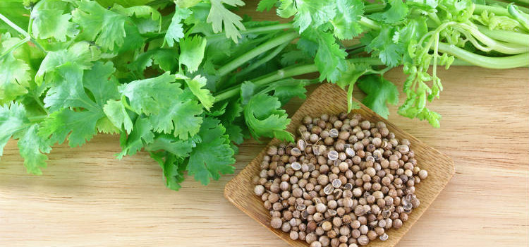 Cilantro and Coriander leaves, stems and seeds on a wooden table