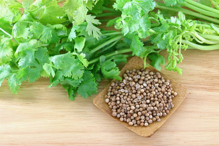 Cilantro and Coriander leaves, stems and seeds on a wooden table