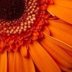 Profile picture of Brelee